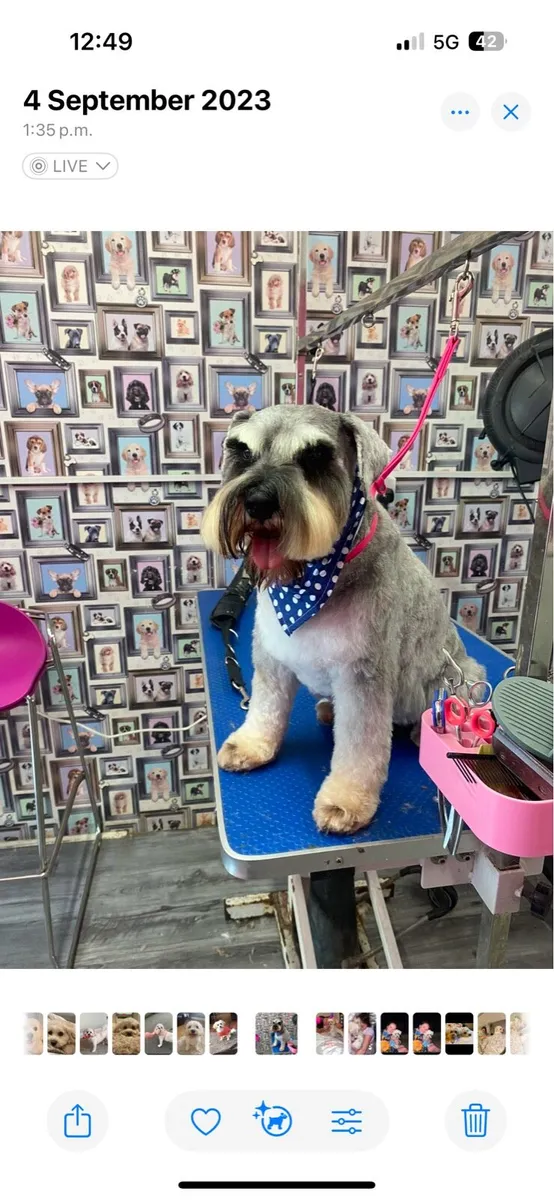 Mobile dog grooming - Image 2
