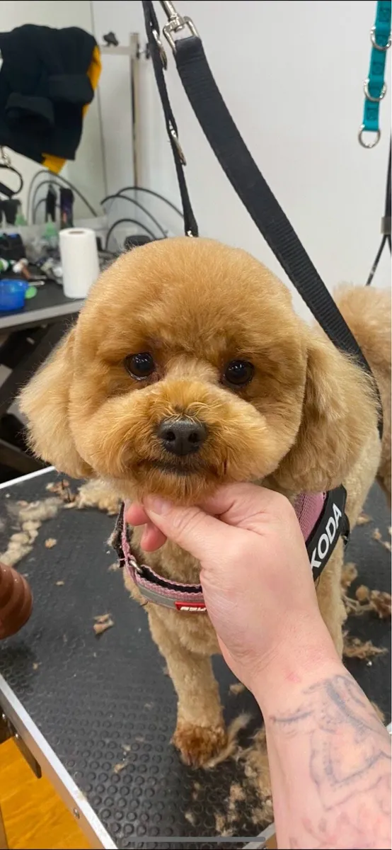 Mobile dog grooming - Image 3