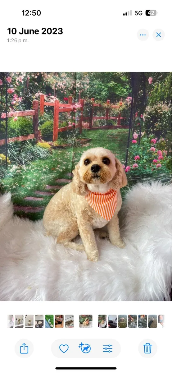 Mobile dog grooming - Image 4