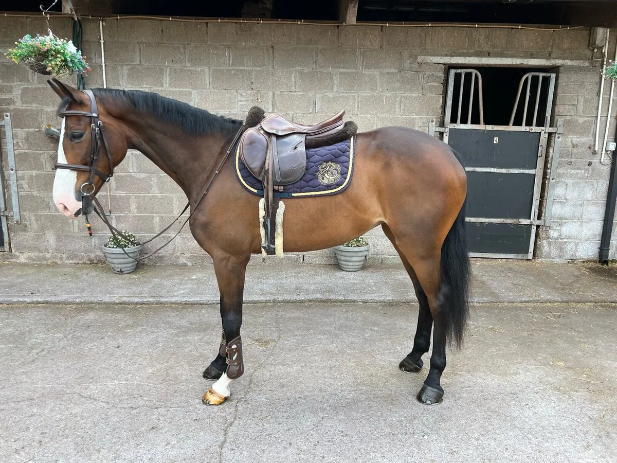 Super 5 year pony - Image 1