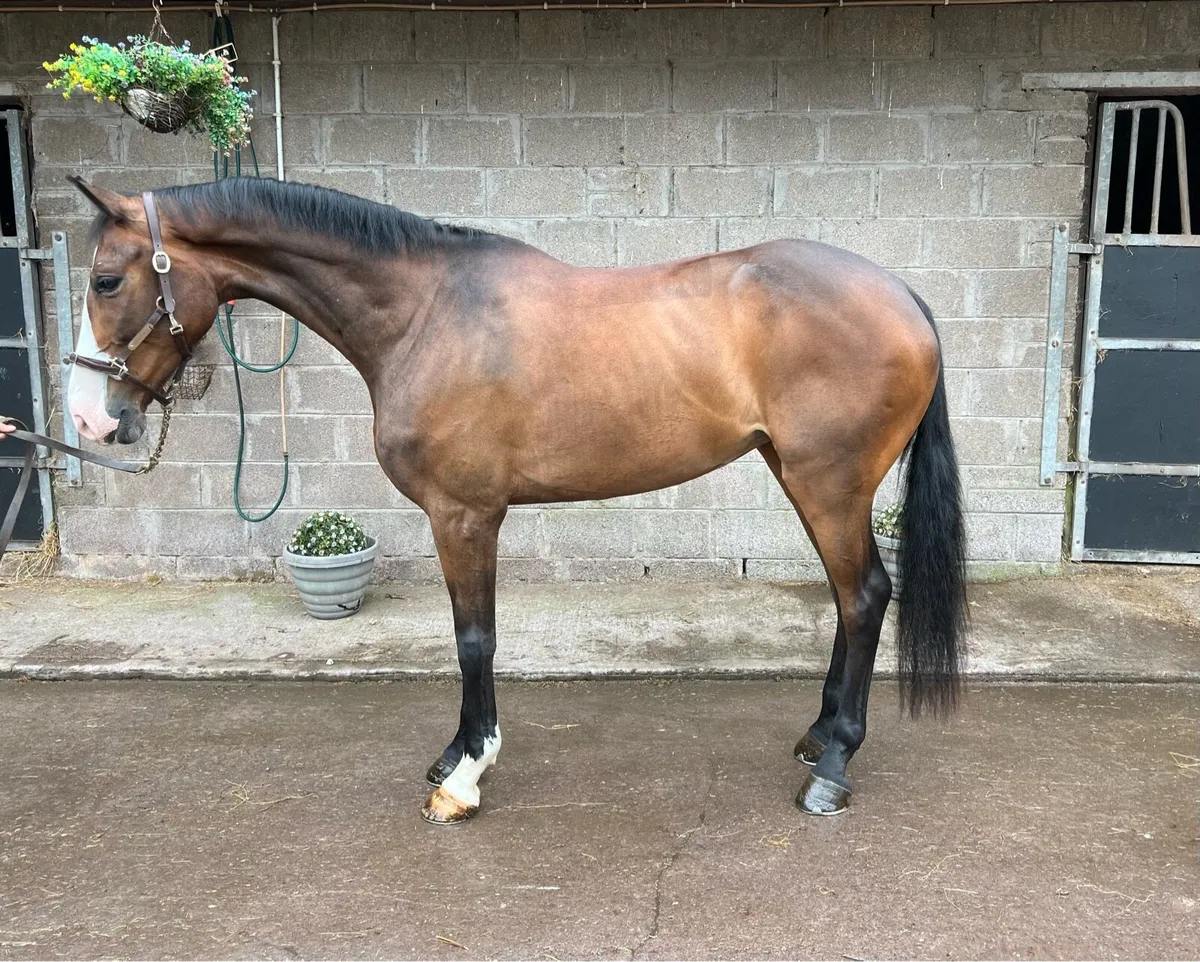 Super 5 year pony - Image 2