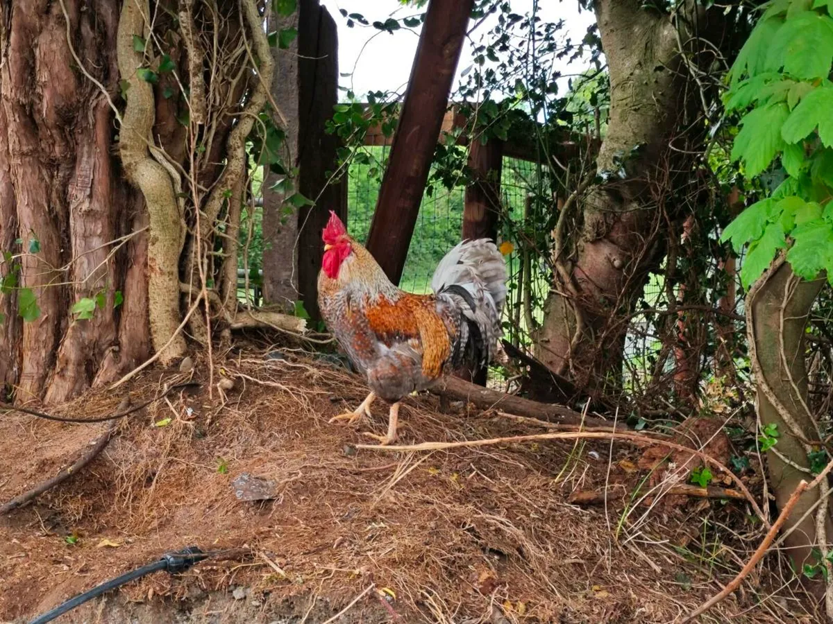 Rooster