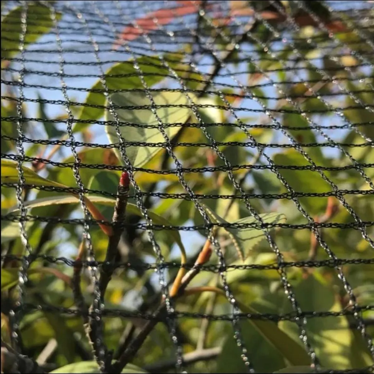 Bird protection netting - Image 4