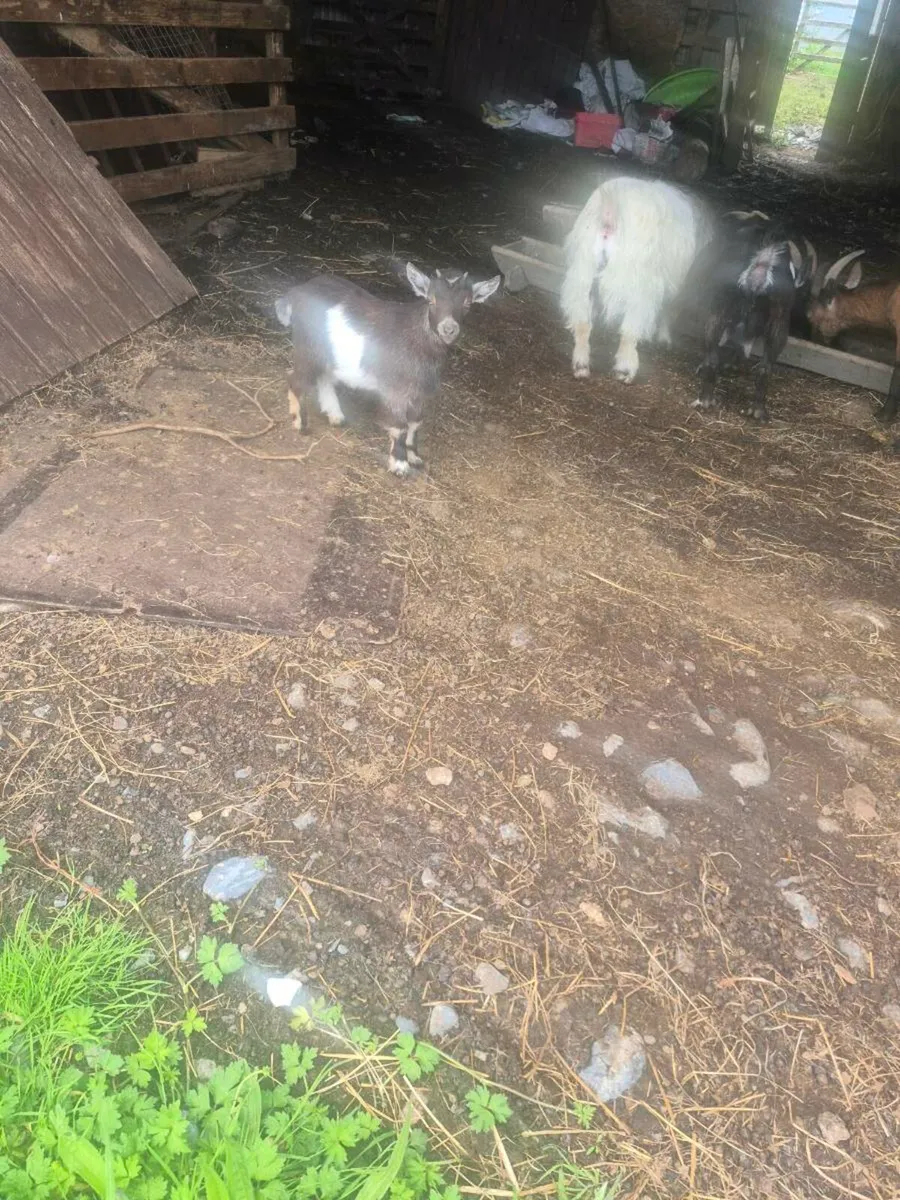 Pigmy goats kids - Image 1