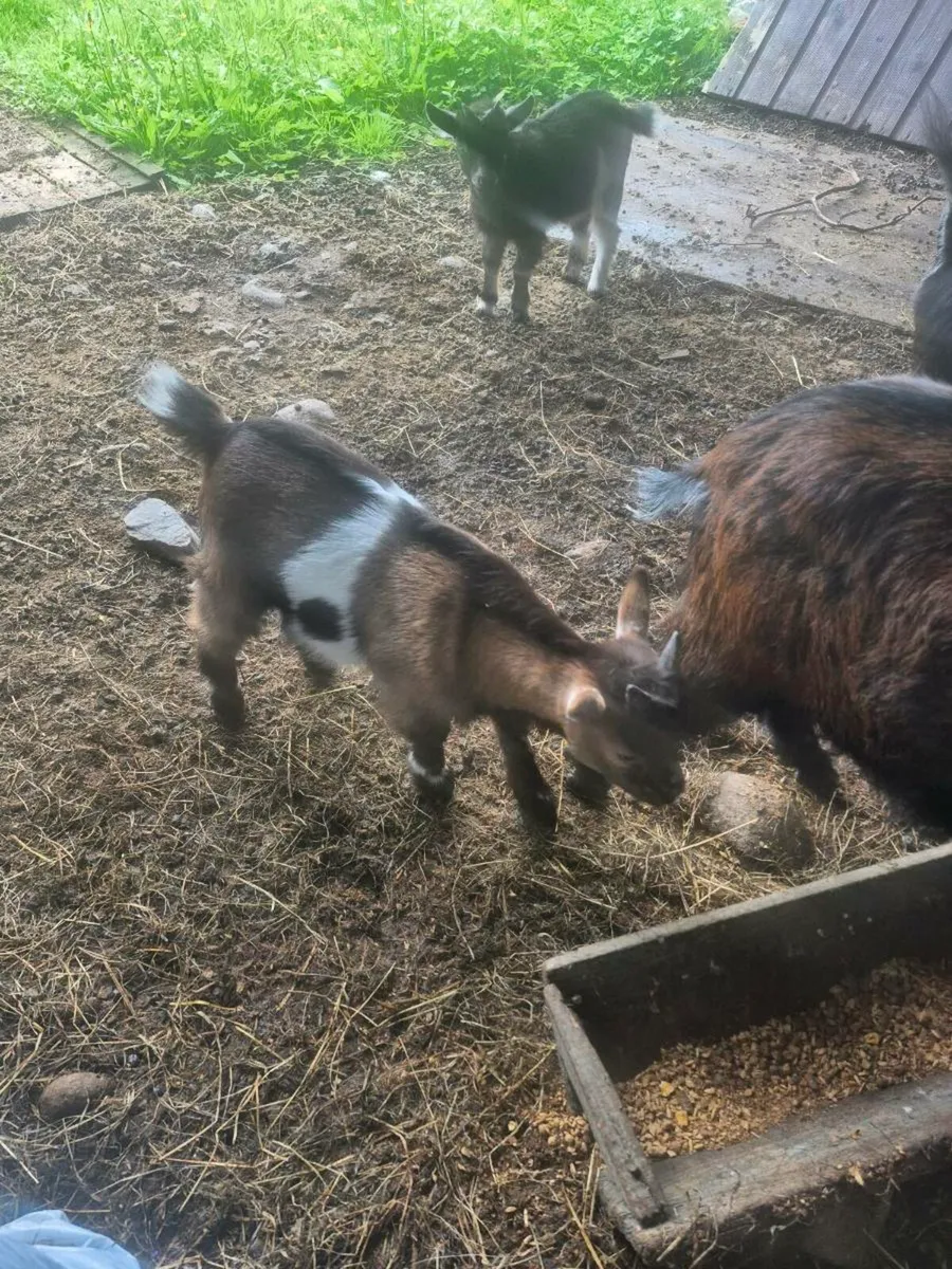 Pigmy goats kids - Image 3