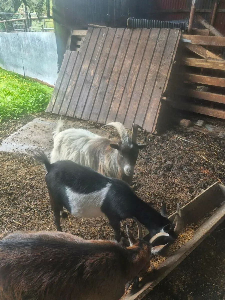 Pigmy goats kids - Image 4
