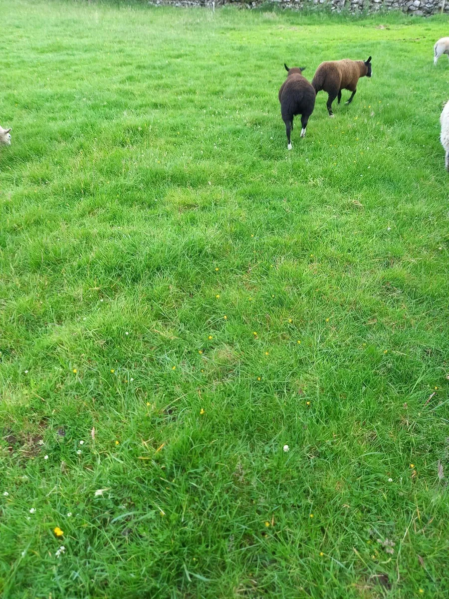 Zwartble Lambs