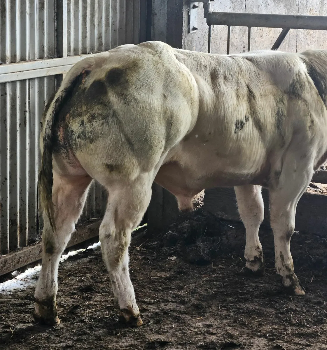 Animal - Image 3