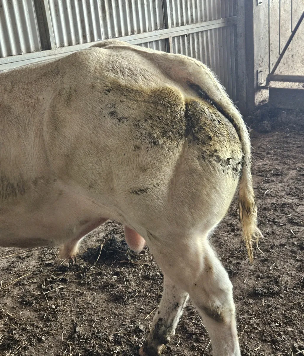 Animal - Image 4