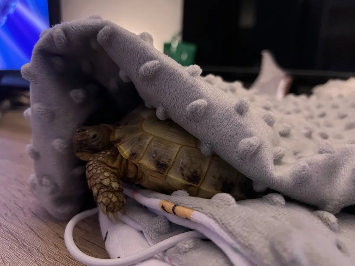 Horsefield Tortoise - Image 2