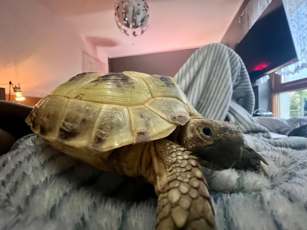 Horsefield Tortoise - Image 1