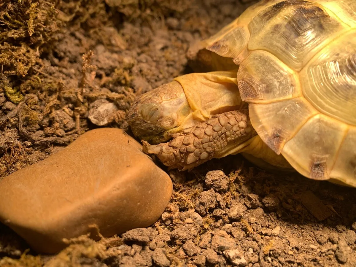 Horsefield Tortoise - Image 4