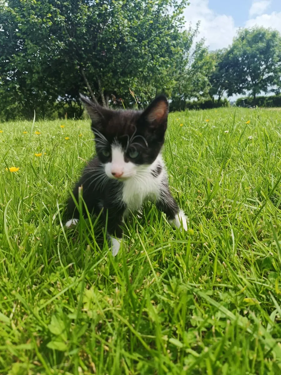 2x kittens for sale - Image 2