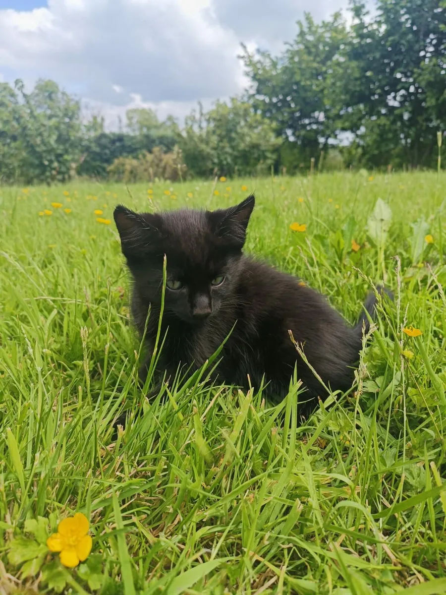 2x kittens for sale - Image 3