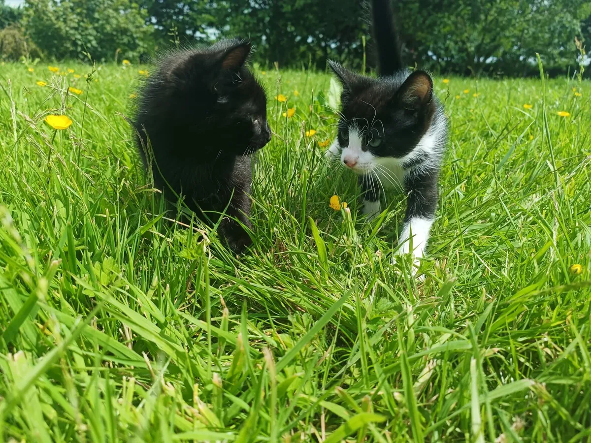 2x kittens for sale - Image 1