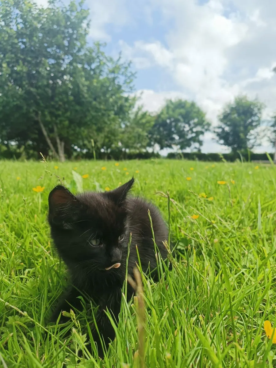 2x kittens for sale - Image 4