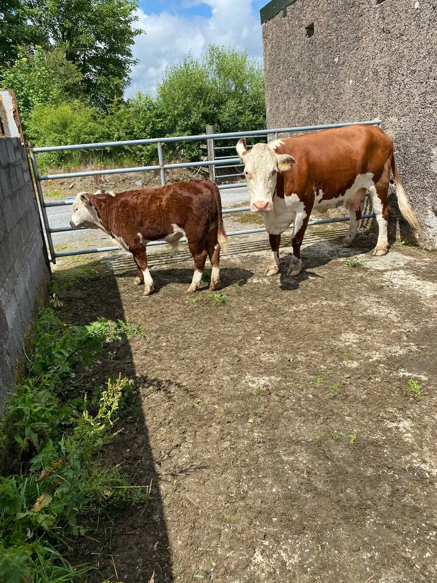 Pedigree Hereford cow&calf - Image 1