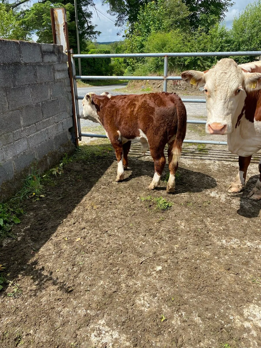 Pedigree Hereford cow&calf - Image 2