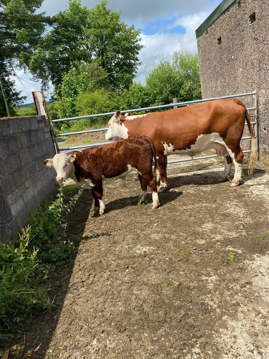Pedigree Hereford cow&calf - Image 4