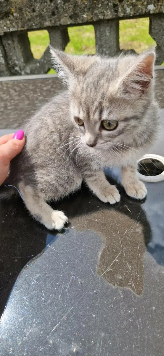 British Taby kittens - Image 2