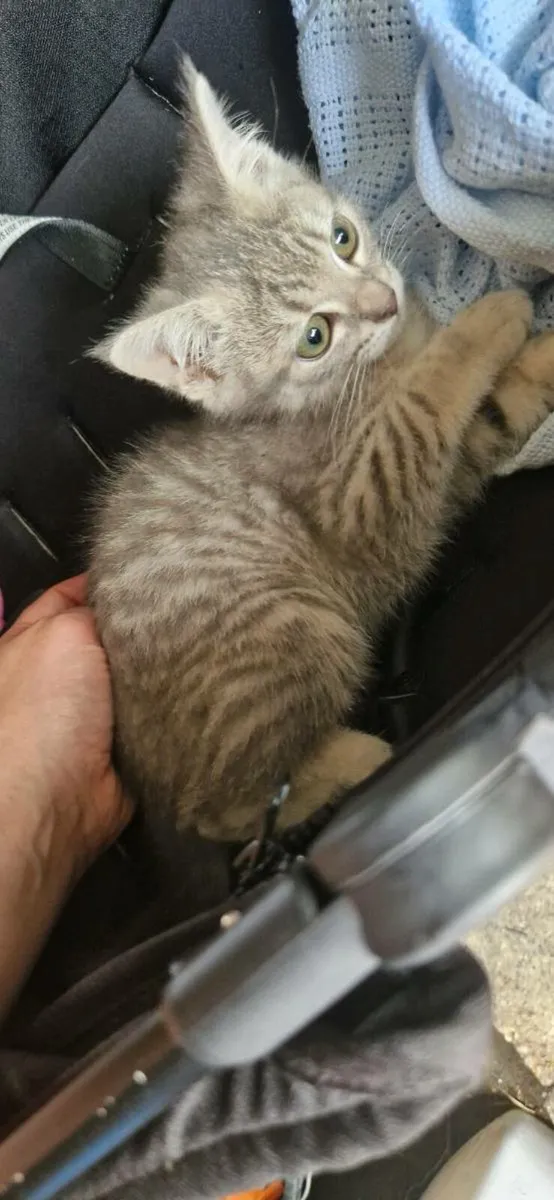 British Taby kittens - Image 3