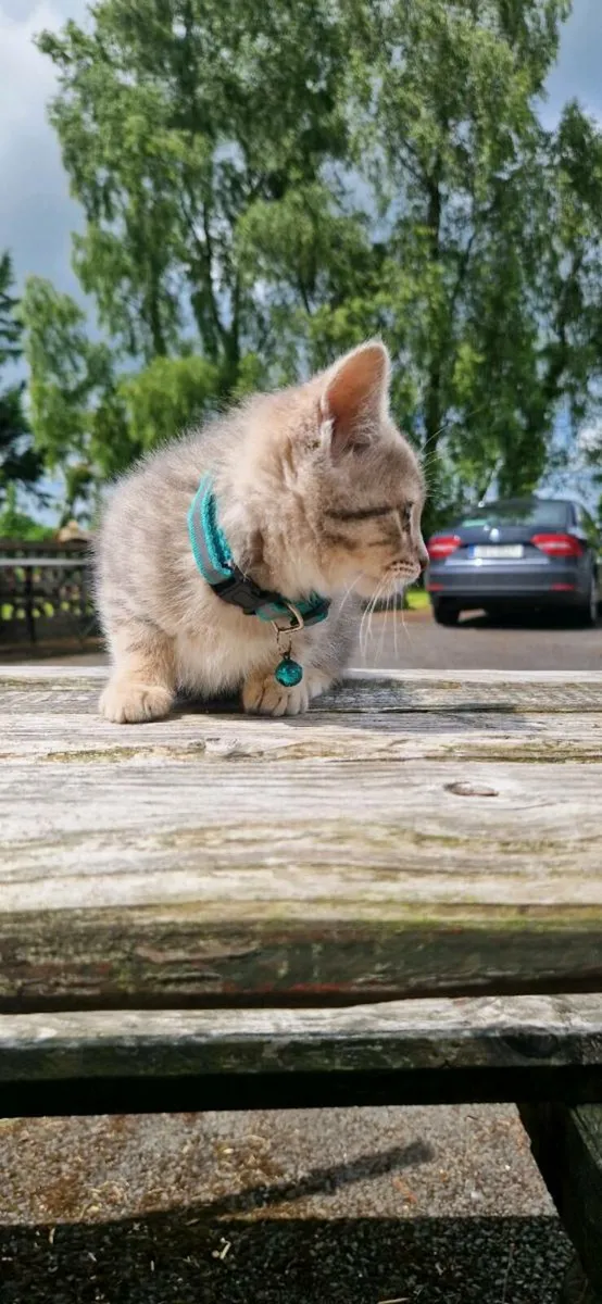 British Taby kittens - Image 1
