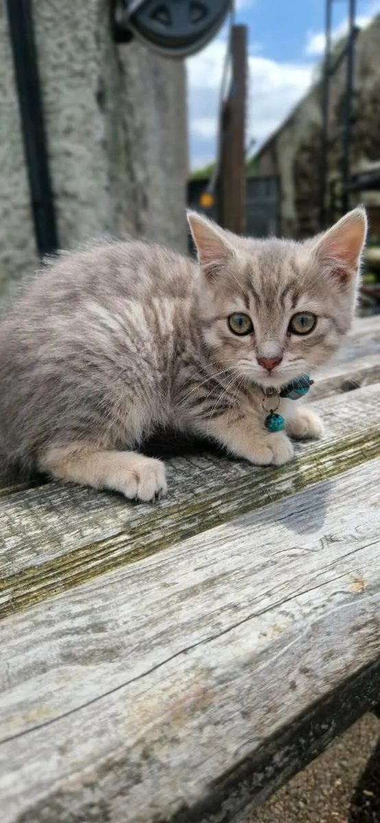 British Taby kittens - Image 4