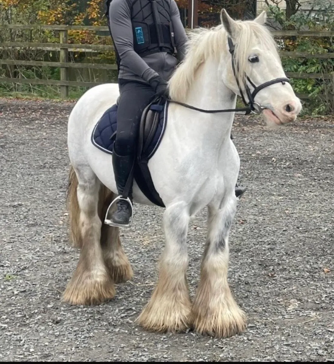 Dapple Grey Heavy Horse - Image 1