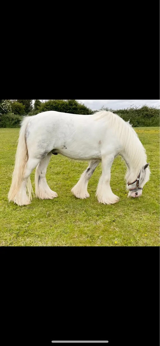 Dapple Grey Heavy Horse - Image 3