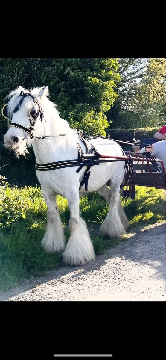 Dapple Grey Heavy Horse - Image 4