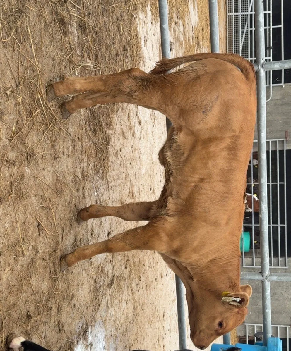 Top quality LM suck calf - Image 1