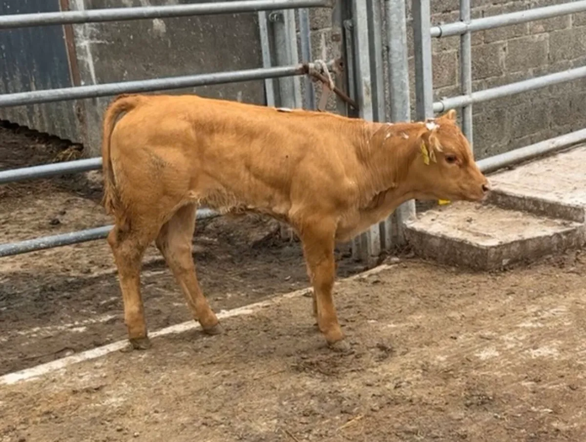 Top quality LM suck calf - Image 2