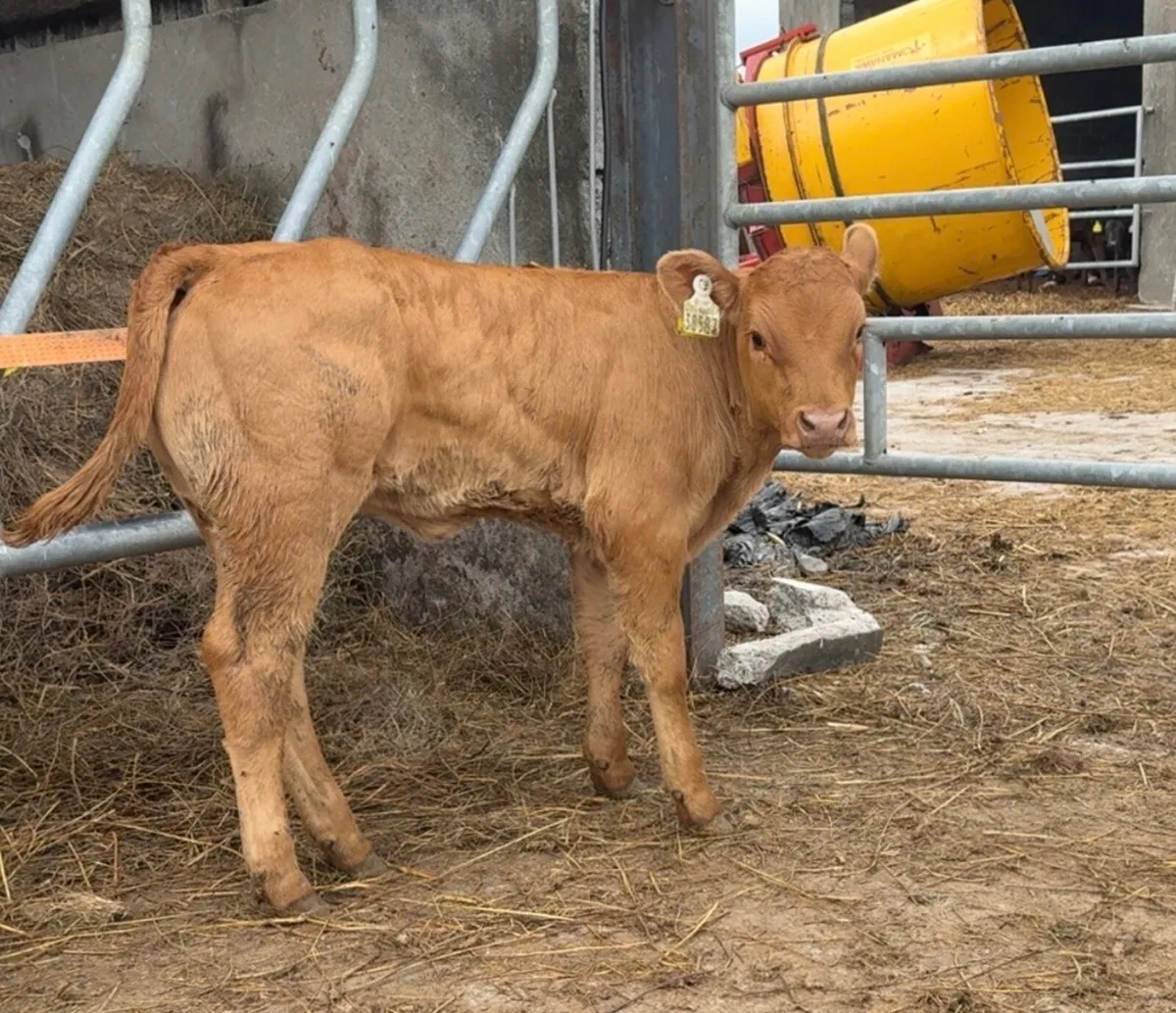 Top quality LM suck calf - Image 3