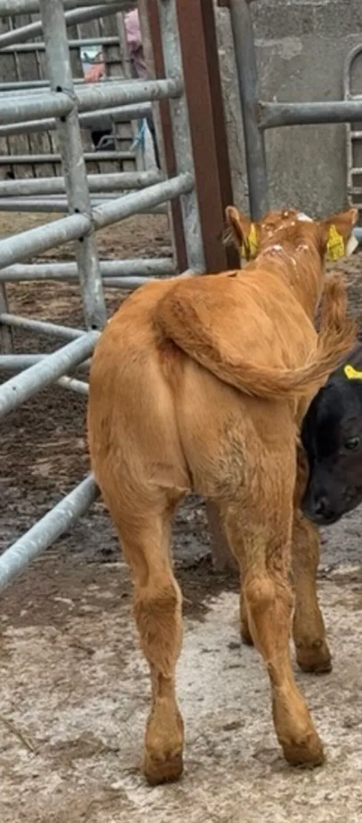 Top quality LM suck calf - Image 4
