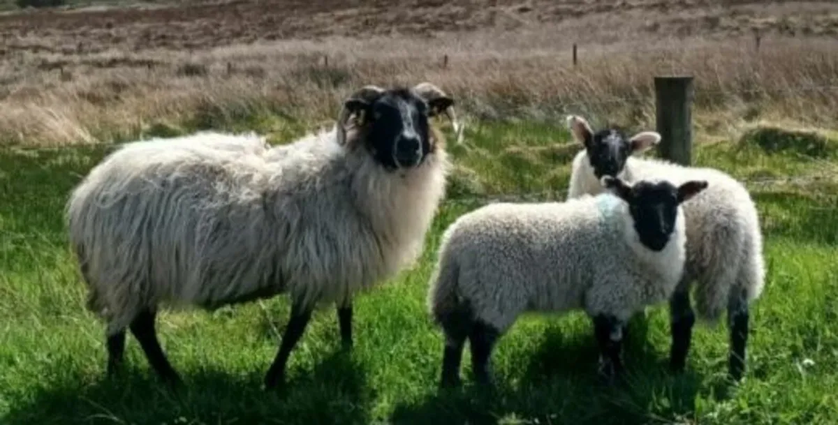 Sheep in Tarmon - Image 2