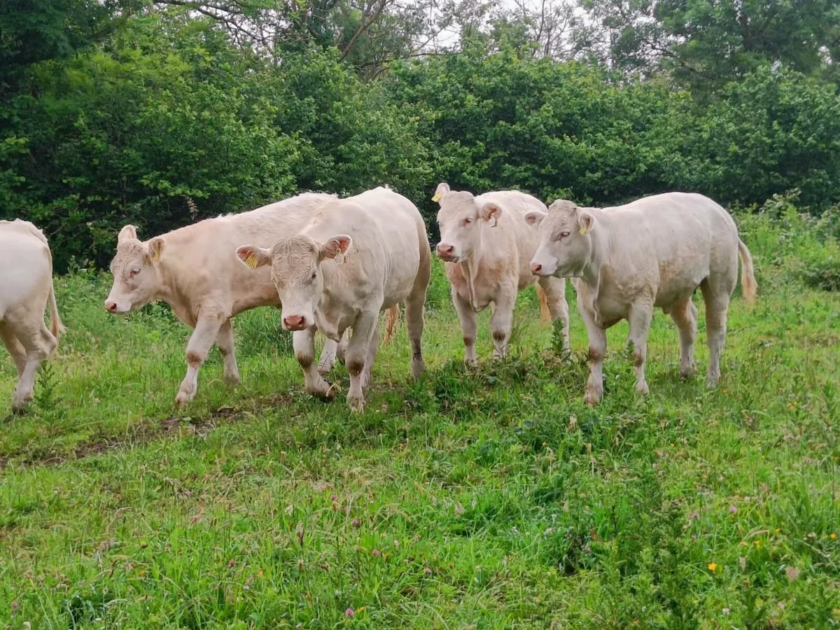 Charolais heifers - Image 1