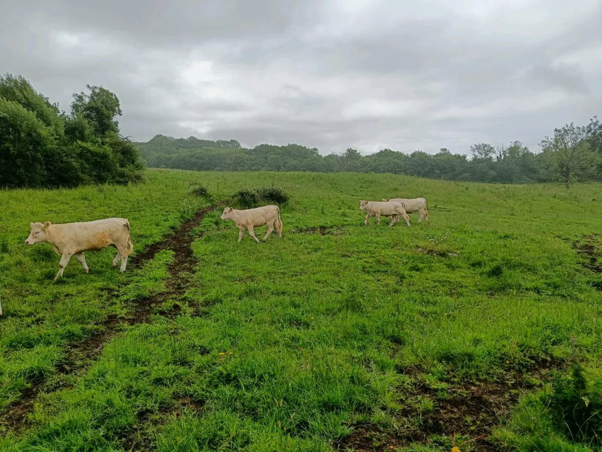 Charolais heifers - Image 3