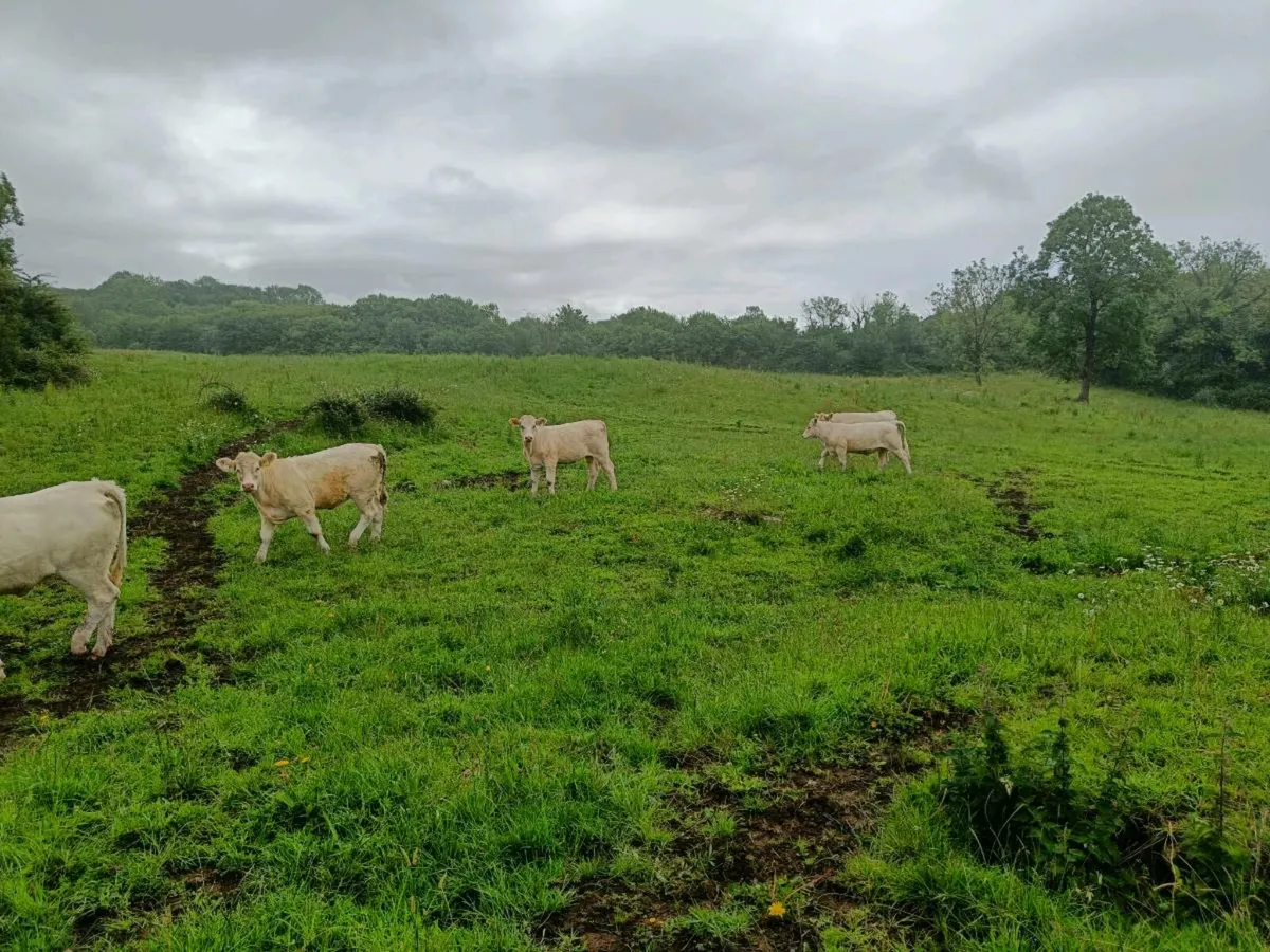 Charolais heifers - Image 4