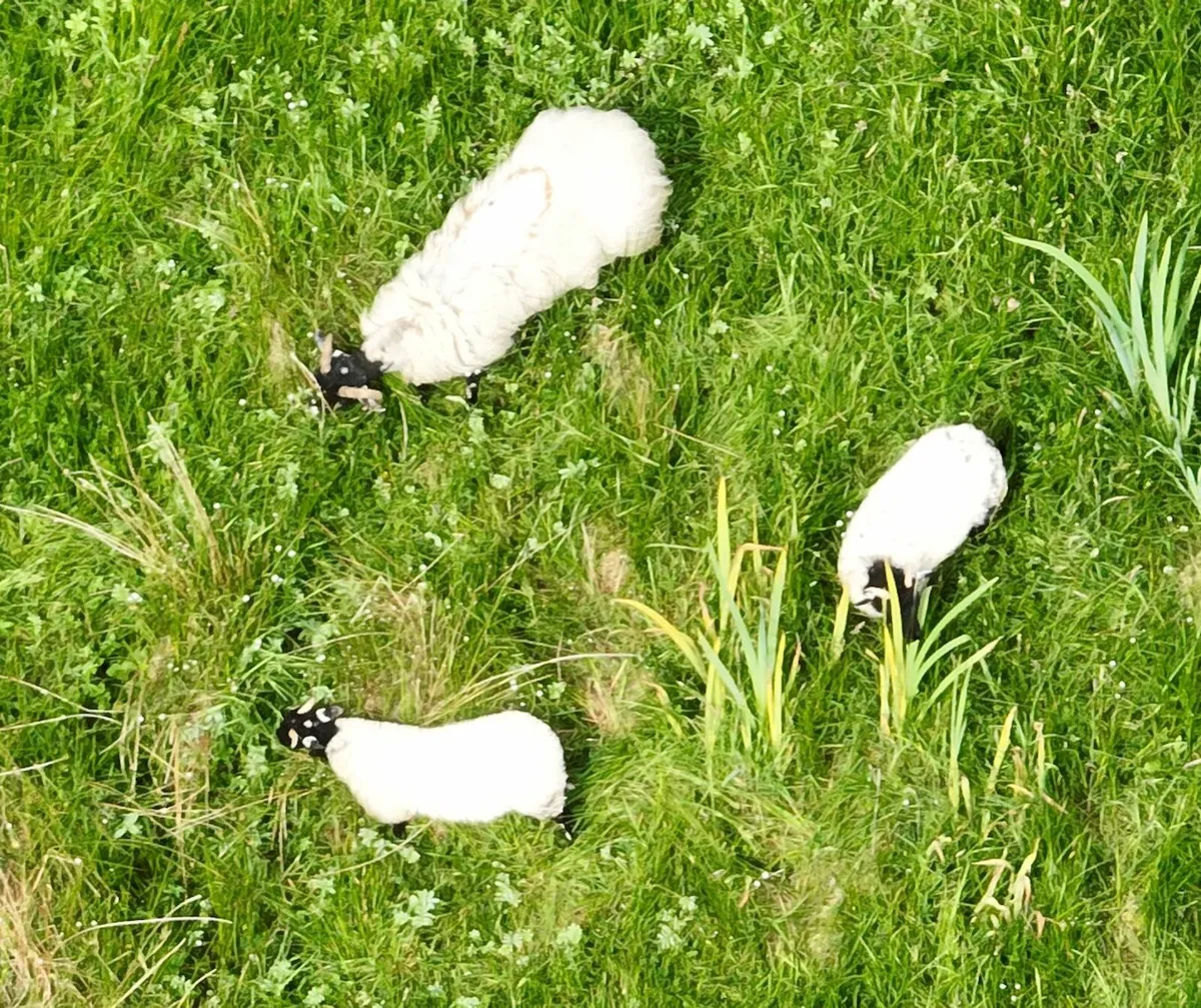 Sheep in Tarmon - Image 1