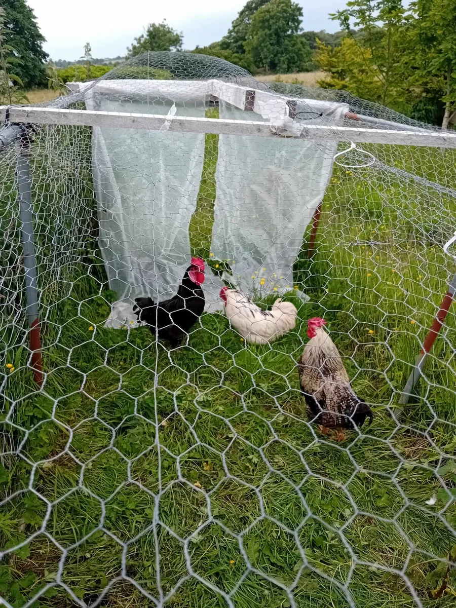 Hens - Image 3