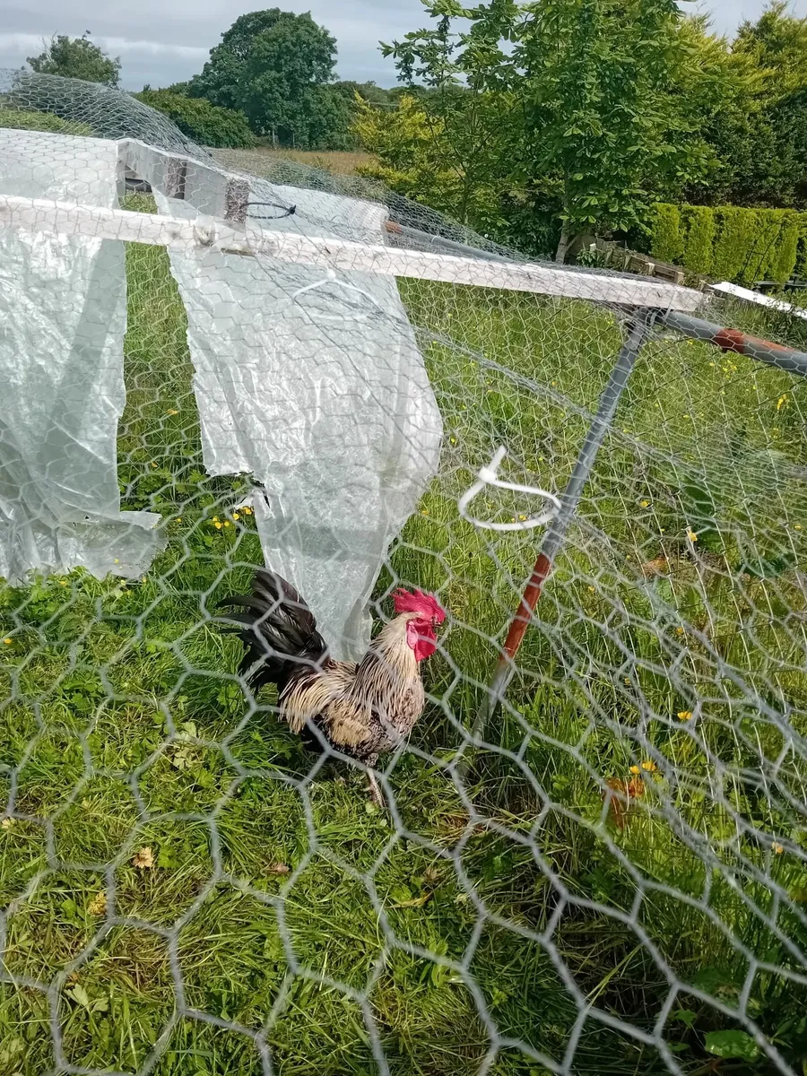 Hens - Image 4