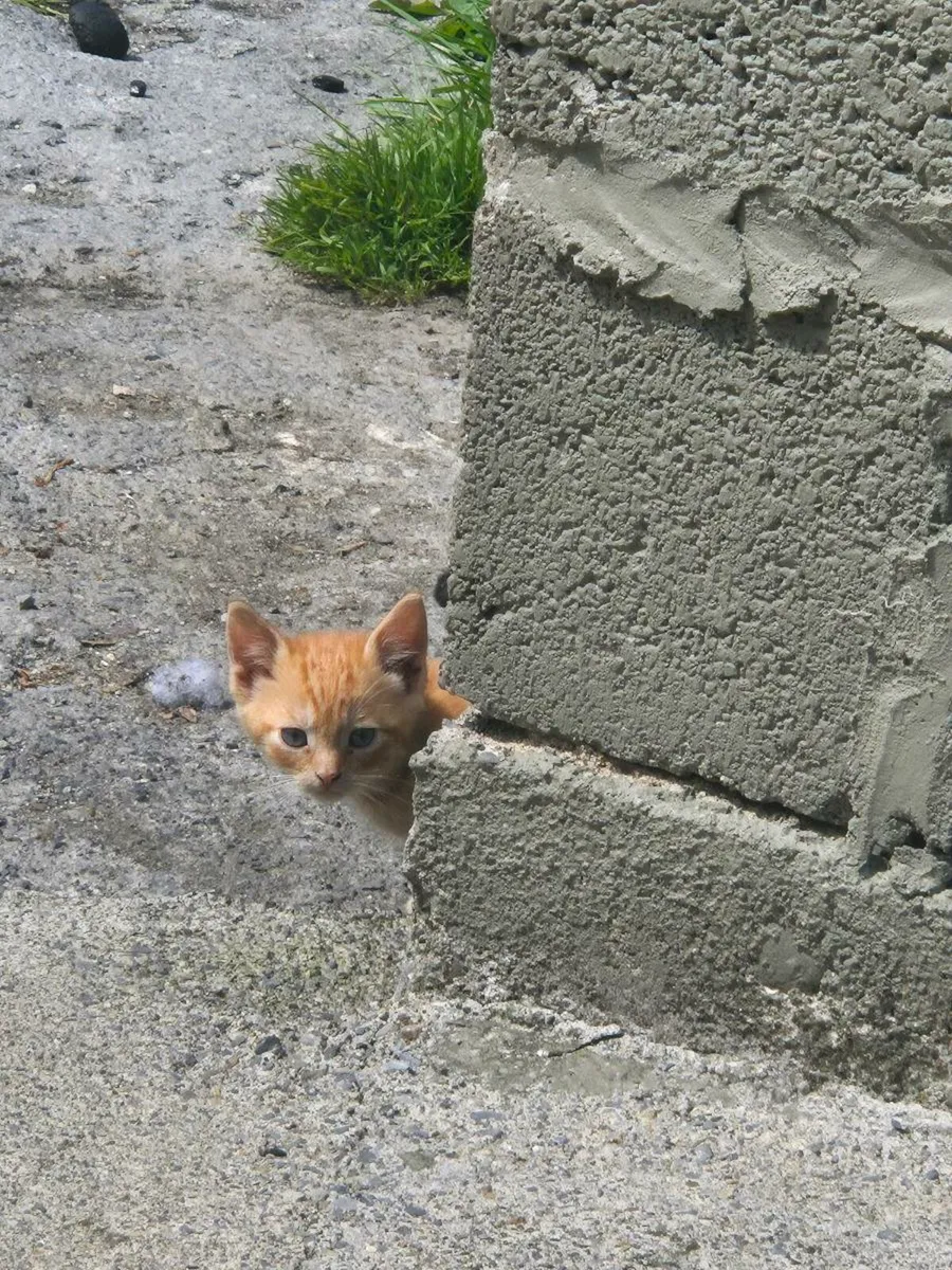 Kittens - Image 3