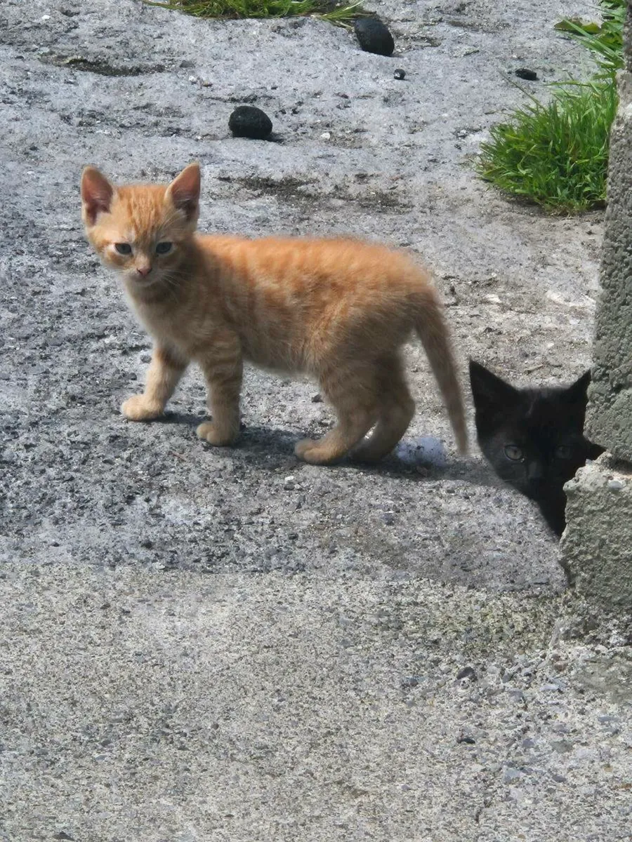 Kittens - Image 1