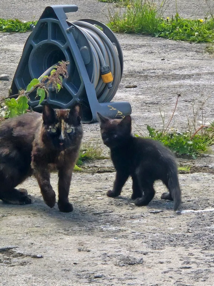 Kittens - Image 4