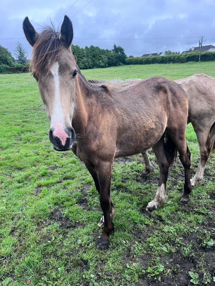 Yearling Gelding - Image 3