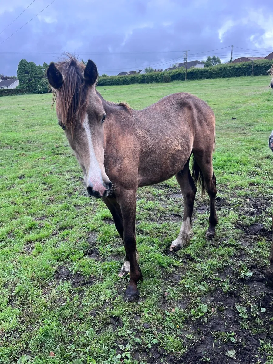 Yearling Gelding - Image 4