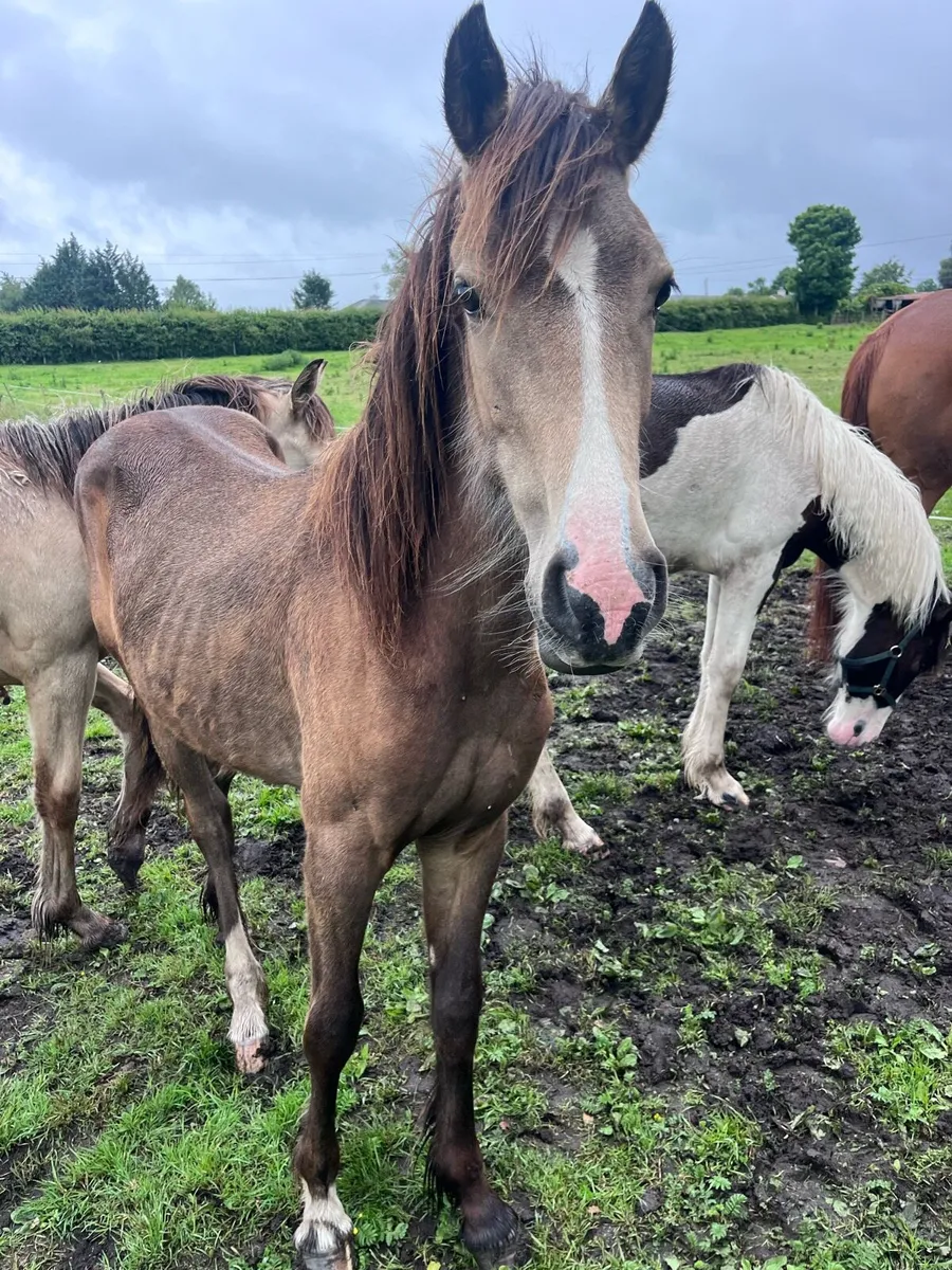 Yearling Gelding - Image 1