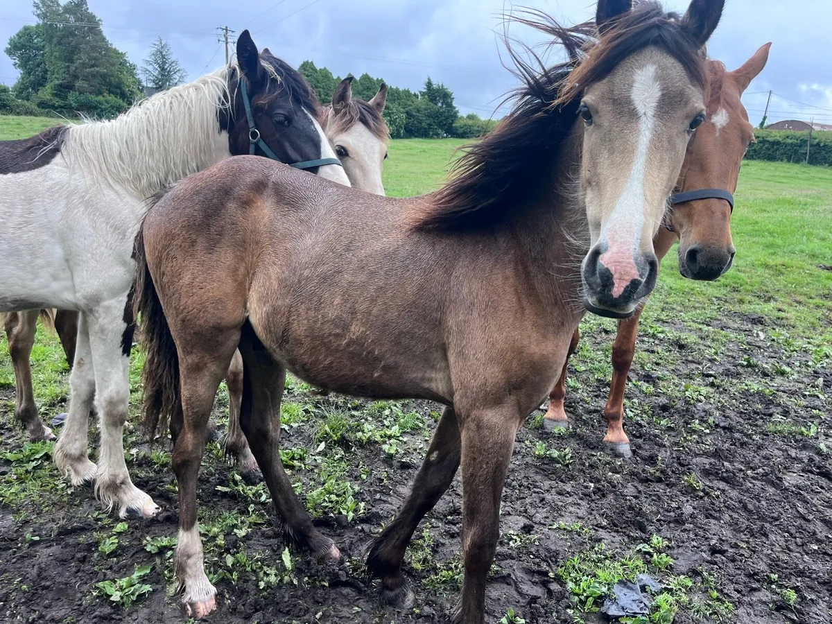 Yearling Gelding - Image 2