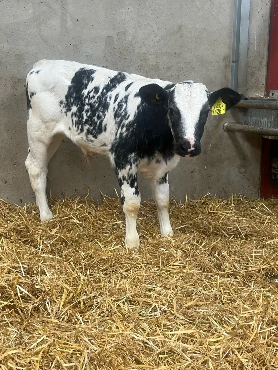 4 Belgian Blue Bull Calves - Image 1