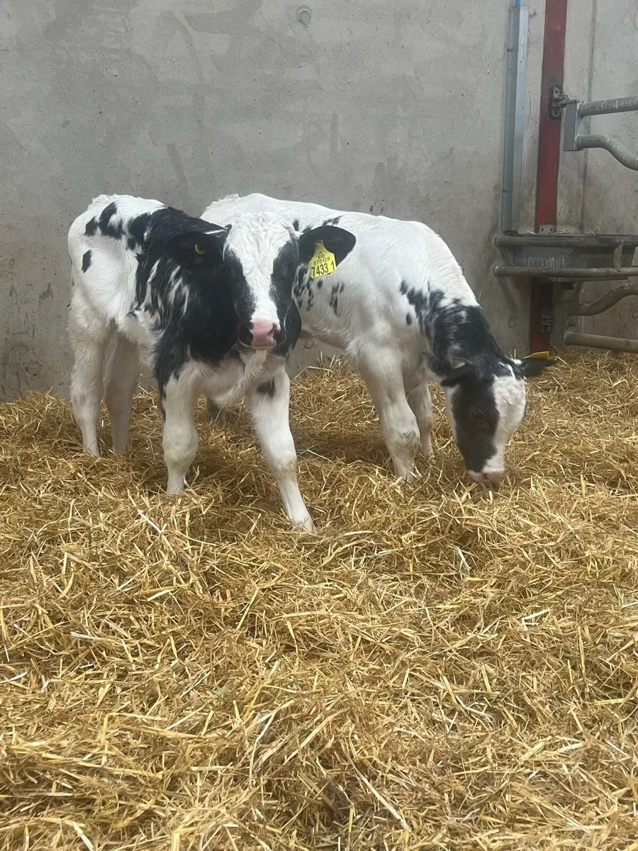 4 Belgian Blue Bull Calves - Image 2